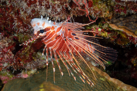 Pterois antennata (Spotfin Lionfish)