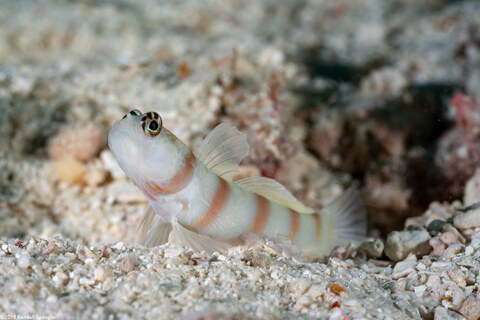 Amblyeleotris steinitzi (Steinitz' Shrimpgoby)