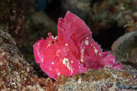 Taenianotus triacanthus (Leaf Scorpionfish)