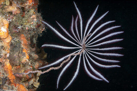 Cenometra bella (Beautiful Feather Star)