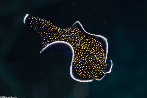 Thysanozoon nigropapillosum (Thysanozoon Nigropapillosum); Swimming