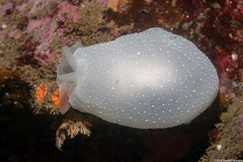 Berthella chacei (White Berthella)