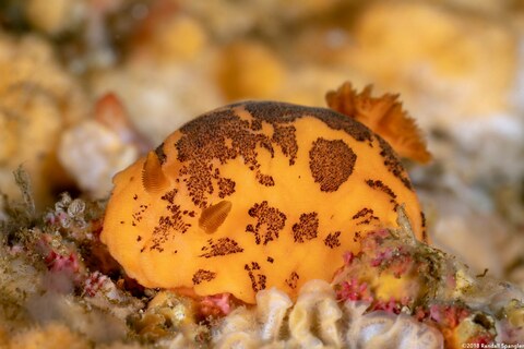 Peltodoris mullineri (Mulliner's Dorid)