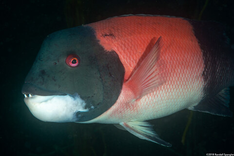 Semicossyphus pulcher (California Sheephead)