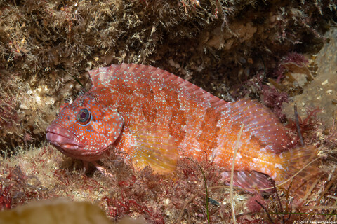 Labrisomus xanti (Largemouth Blenny)