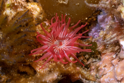Urticina eques (White-Spotted Rose Anemone)