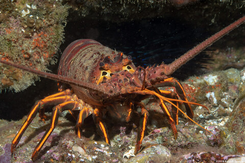 Panulirus interruptus (California Spiny Lobster)
