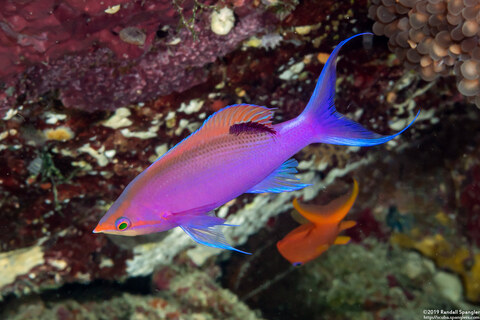 Pseudanthias tuka (Purple Anthias)
