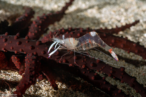 Ancylomenes magnificus (Magnificent Anemone Shrimp)