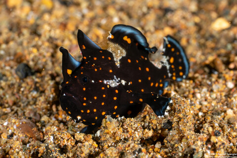 Antennarius pictus (Painted Frogfish)