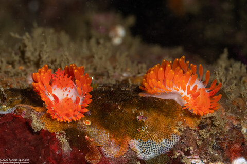 Limacia cockerelli (Cockerell's Dorid)
