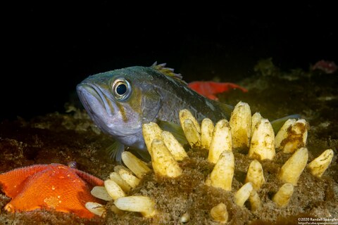 Polymastia pachymastia (Aggregated Nipple Sponge)