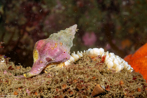 Kelletia kelletii (Kellet's Whelk); Laying eggs