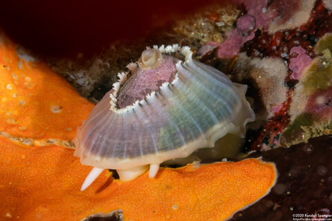 Diodora aspera (Keyhole Limpet)