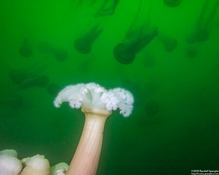 Chrysaora fuscescens (Brown Jellyfish)
