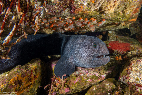 Album cover photo for Best of Monterey
