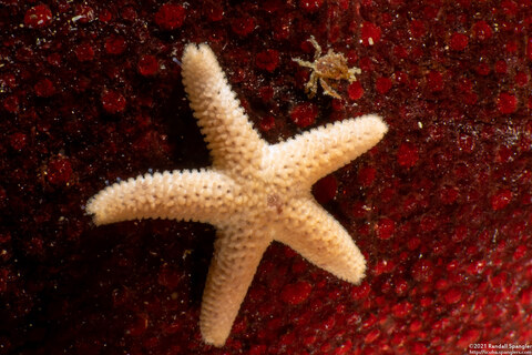 Henricia pumila (Dwarf Mottled Star); On a gumboot chiton