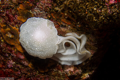 Berthella chacei (White Berthella); Laying eggs
