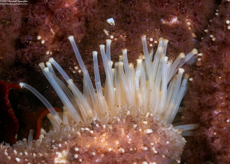 Pisaster ochraceus (Ochre Star); Close-up of tube feet