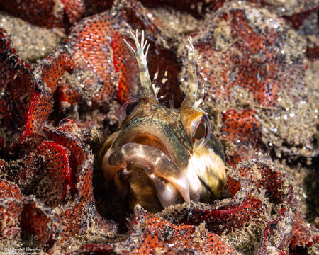 Neoclinus uninotatus (Onespot Fringehead)