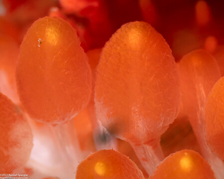 Limacia cockerelli (Cockerell's Dorid); Close-up of cerata