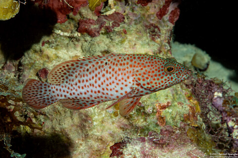Cephalopholis cruentata (Graysby)