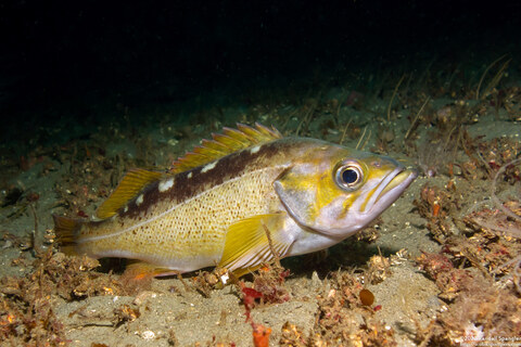 Sebastes flavidus (Yellowtail Rockfish)