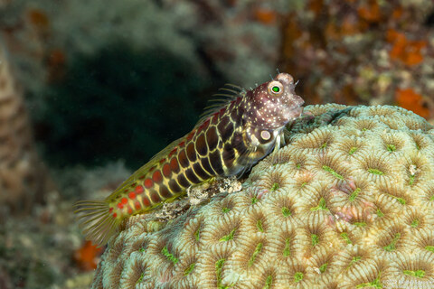 Salarias segmentatus (Segmented Blenny)