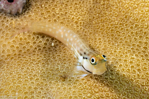 Ecsenius yaeyamaensis (Yaeyama Coralblenny)