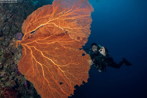 Annella mollis (Giant Sea Fan)
