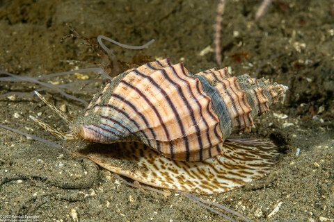 Cancellaria cooperii (Cooper's Nutmeg)