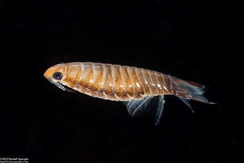 Cirolana harfordi (Harford's Isopod)