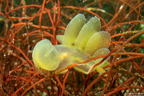 Melibe leonina (Lion's Mane Nudibranch)