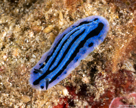 Phyllidiopsis annae (Anne's Phyllidiopsis)