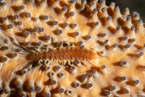 Arctonoe pulchra (Red Commensal Scale Worm)