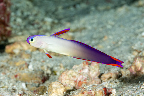 Nemateleotris decora (Decorated Dartfish)