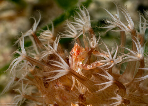 Porcellanella haigae (Haig's Porcelain Crab)