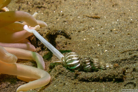 Epitonium indianorum (Money Wentletrap); Feeding on sand rose anemone