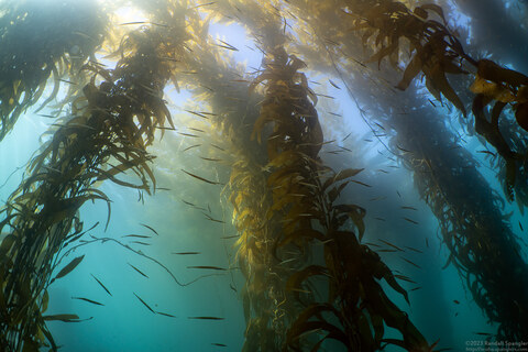 Macrocystis pyrifera (Giant Kelp)