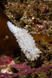 Aegires albopunctatus (Salt-and-Pepper Dorid)