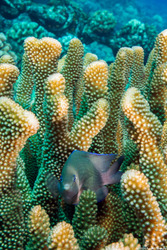 Plectroglyphidodon johnstonianus (Johnston Damsel)