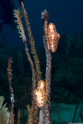 Cyphoma gibbosum (Flamingo Tongue)