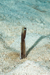 Heteroconger longissimus (Brown Garden Eel)