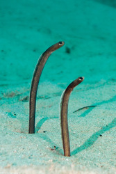 Heteroconger longissimus (Brown Garden Eel)