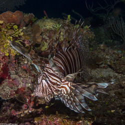Pterois volitans (Red Lionfish)