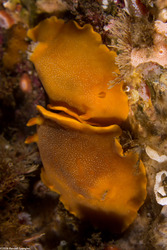 Doriopsilla albopunctata (White-Spotted Dorid)