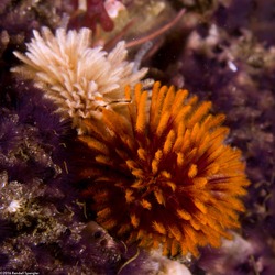 Eudistylia polymorpha (Feather Duster Worm)