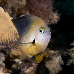 Stegastes planifrons (Threespot Damselfish)