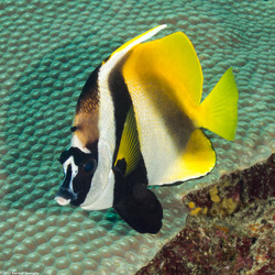 Heniochus monoceros (Masked Bannerfish)