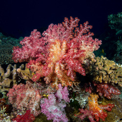 Dendronephthya sp.1 (Dendronephthya)